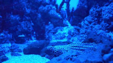 Gymnothorax favagineus reticulated moray yılan balıkları ağzını açar.