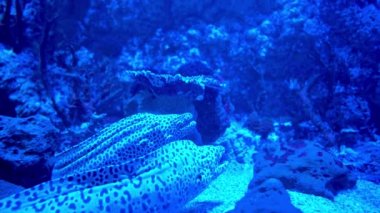 Gymnothorax favagineus mesh ve leopar moray yılanbalıkları ağızlarını açar..