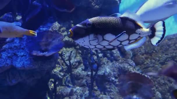 Clown Triggerfish Coral Reef Fish Swims Underwater — 비디오