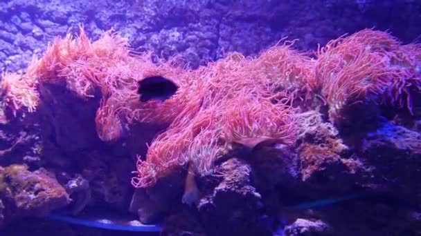 Coral Fish Swim Next Sea Anemone — Stock Video