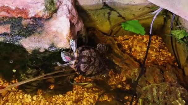 Χελώνα Pond Slider Προσπαθεί Αναρριχηθεί Μια Πέτρα Ανεπιτυχής Προσπάθεια — Αρχείο Βίντεο