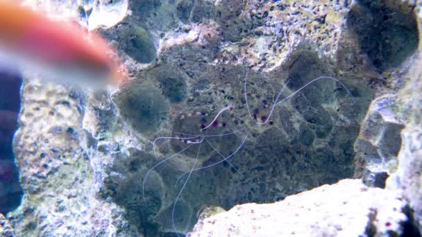 虾Stenopus Hispidus坐在石头上 — 图库视频影像