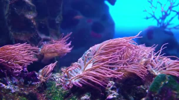 Rifffisch Amphiprion Ocellaris Schwimmt Der Nähe Von Anthozoen — Stockvideo