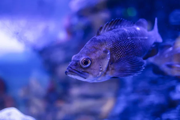 Peces marinos exóticos nadan en el agua . — Foto de Stock