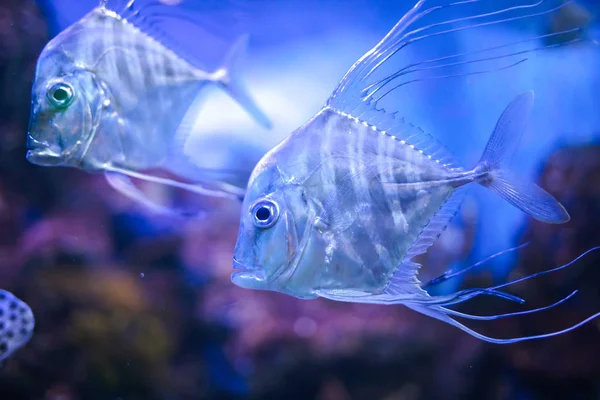 Indian threadfish fishes swim underwater. — 스톡 사진