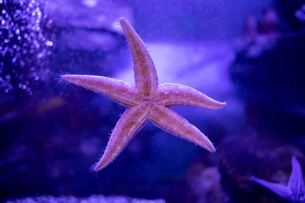 Amur estrella de mar en el vaso del acuario. Asterias amurensis m — Foto de Stock