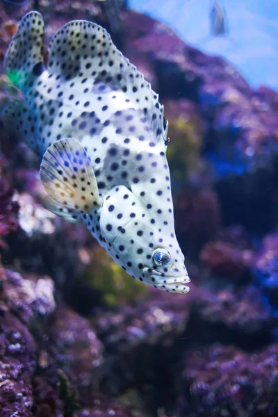 Los peces mero jorobado nadan bajo el agua . — Foto de Stock