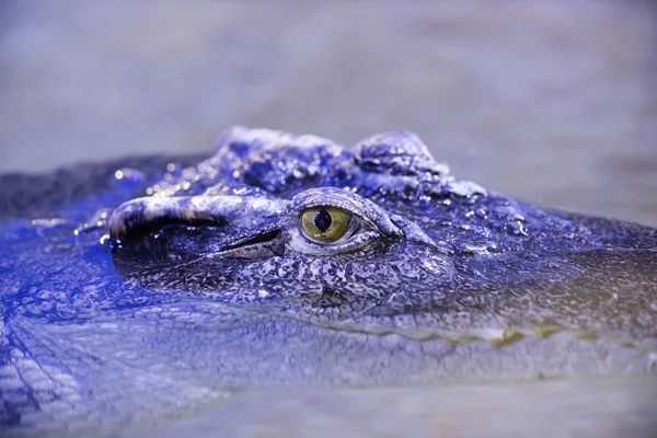 Sziámi krokodil Crocodylus siamensis közelkép. Kis hullámok i — Stock Fotó