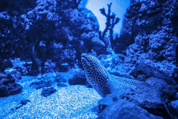 Gymnothorax favagineus reticulated moray yılan balıkları ağzını açar.