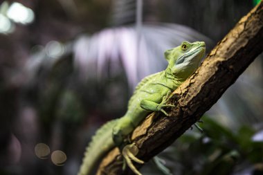 Basiliscus basiliscus bir dalda oturuyor. Terrerdeki kertenkele
