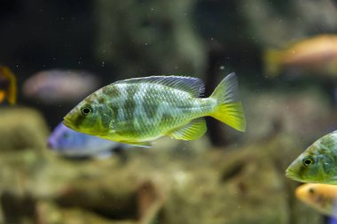 Rengarenk parlak resif balığı sürüsü...