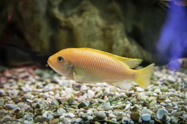 Colorful bright reef fish. Fish in the aquarium. — 스톡 사진
