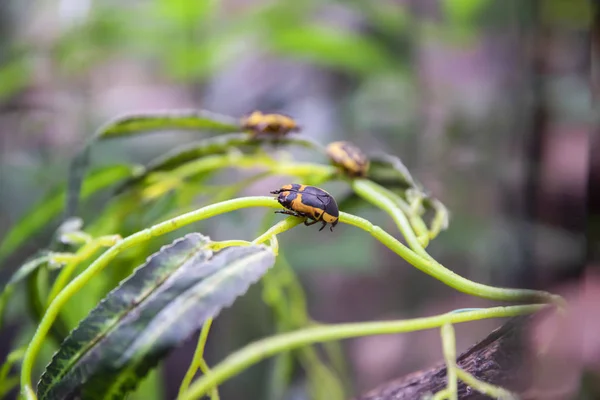 Un insecte pachnoda est assis sur les feuilles d'une plante . — Photo
