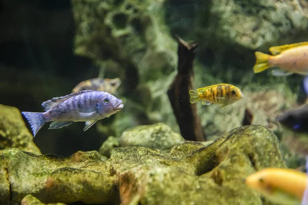 Sekawanan ikan karang terang berwarna-warni makan pertumbuhan mereka — Stok Foto