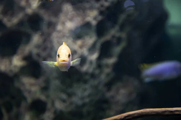 Colorido pez arrecife brillante. Peces en el acuario . — Foto de Stock