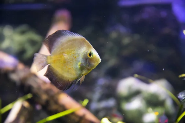 Colorido pez arrecife brillante. Peces en el acuario . — Foto de Stock