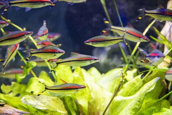 Flock of Denison barb fish in aquarium. — 스톡 사진