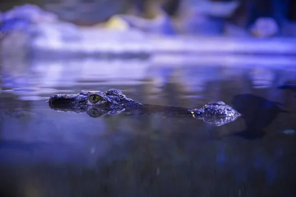 Siamese crocodile Crocodylus siamensis close-up. — Stock Photo, Image