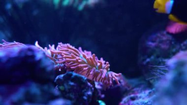 Resif balığı Amphiprion clarkii anthozoa 'nın yanında yüzer..
