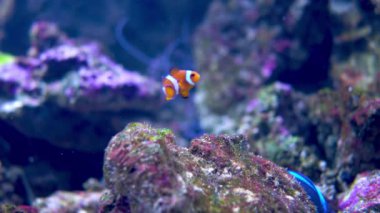 Resif balığı Amphiprion taşların ve sürtünmelerin üzerindeki yosunların yanında yüzer..