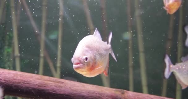 Una bandada de pirañas nada en el agua. Peces depredadores. — Vídeo de stock