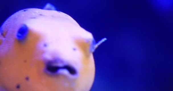 Tetraodontidi di pesce nuota tra insidie e piante. Primo piano. — Video Stock