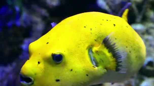 Os peixes tetraodontidae nadam entre armadilhas e plantas. Close-up. — Vídeo de Stock