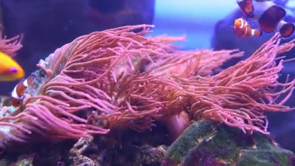 Rundvissen Amphiprion zwemt naast anthozoa. — Stockvideo