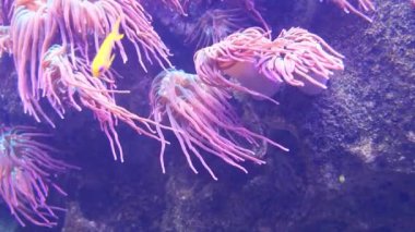 Resif balığı Amphiprion anthozoanın yanında yüzer..