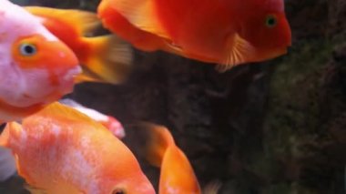 Kırmızı bir papağan sürüsü..