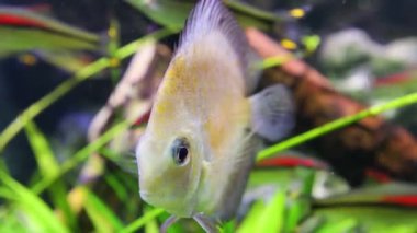 Disk balıkları bitkiler arasında yüzer.