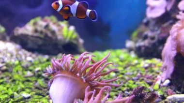 Resif balığı Amphiprion anthozoanın yanında yüzer..