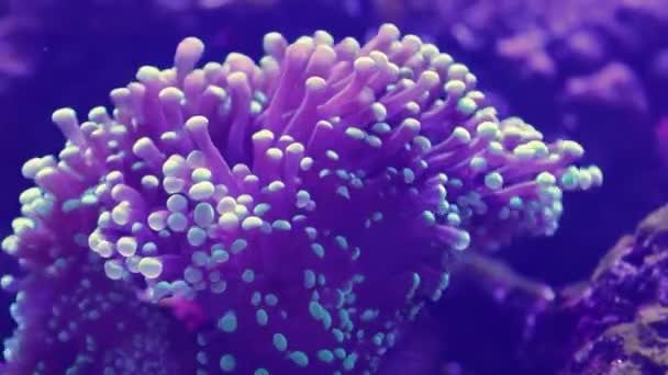 L'anemone marino si sviluppa sotto l'influenza della corrente marina . — Video Stock