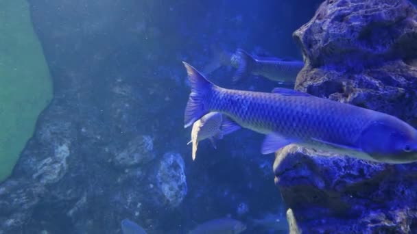 Um rebanho de carpa de grama de peixe nada lentamente . — Vídeo de Stock