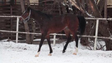 Genç güzel at kendini sallar ve yoluna devam eder. Burundan buhar çıkıyor..
