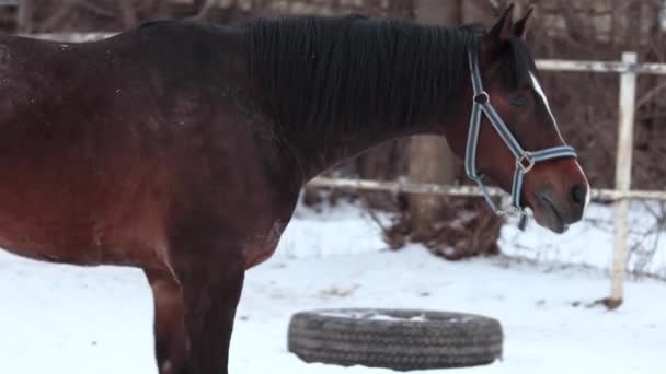 Um jovem cavalo lindo está andando na neve e lambendo os lábios. Sob a queda de neve . — Vídeo de Stock