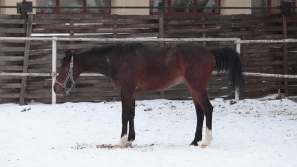 Joven caballo hermoso buscando hierba bajo la nieve. Hoofs la nieve en busca de comida . — Vídeos de Stock