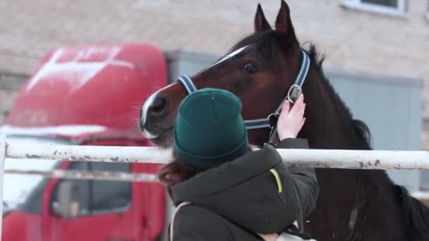 Egy nő megsimogat egy lovat. Gyönyörű fiatal állat.. — Stock videók