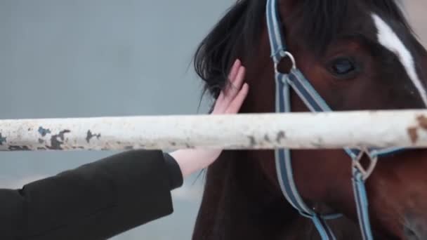 A man stroking a horse. Beautiful young animal. — Stock Video