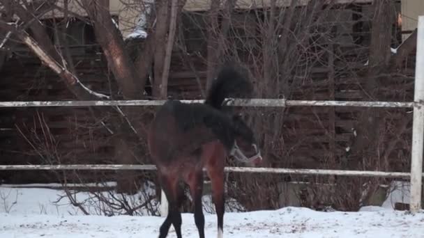 Un jeune cheval énergique galope et rebondit dans la neige . — Video