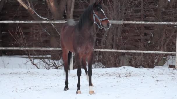 Un jeune beau cheval se tient dehors dans la neige . — Video