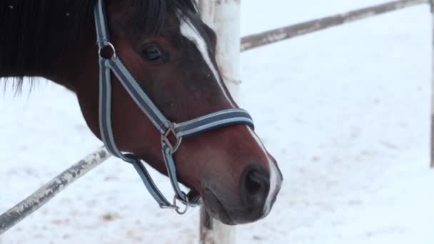 Un jeune cheval se tient derrière une clôture . — Video