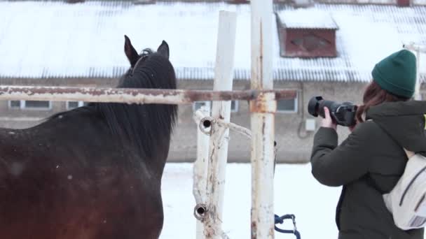 女性がカメラに馬を連れて行く。ビデオ録画. — ストック動画