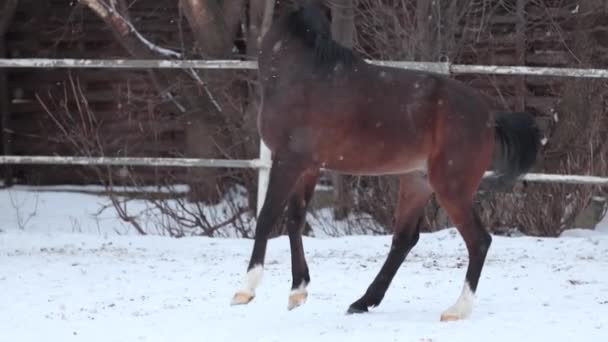 A young energetic horse gallops and rears up in snowfall. — Stock Video