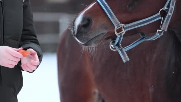 Uma mulher alimenta um cavalo com as mãos cenouras. Bonito cavalo jovem . — Vídeo de Stock