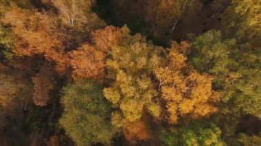 Sonbahar ormanında bir dron uçuyor. Orta Rusya 'da sonbahar. Yükseklerden manzara.