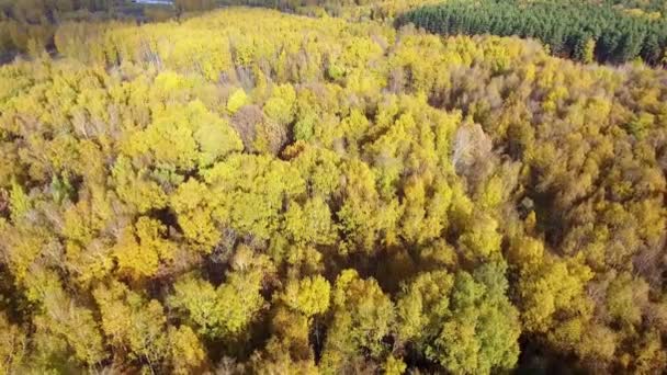 Nad podzimním lesem přeletí dron. Podzim ve středním Rusku. Pohled z výšky. — Stock video