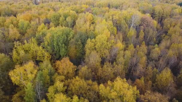 Un drone survole la forêt d'automne. Automne en Russie centrale. La vue de la hauteur . — Video