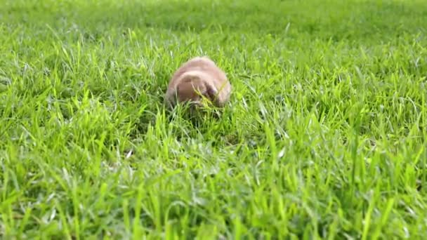 El conejo de orejas cortadas salta al césped y mastica la hierba. El conejo enano cría carnero al atardecer. Día de verano. Conejo en el hábitat natural . — Vídeo de stock