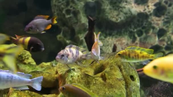 Un troupeau de poissons de récif lumineux coloré mange les croissances de leurs algues sur les pierres. — Video